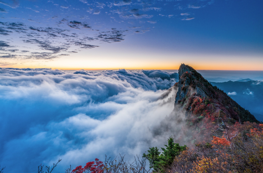 SRHD株式会社では、カーボンネガティブを目指し環境に配慮した社会を構築いたします